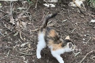 流浪猫的花语是什么、流浪猫吉祥