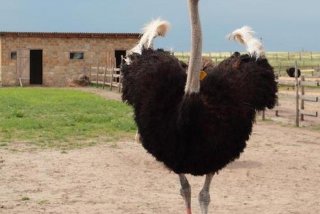 鸵鸟生活的地方（鸵鸟生活的地方有哪些）
