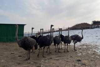 鸵鸟生活在什么环境 鸵鸟生活在什么环境温度