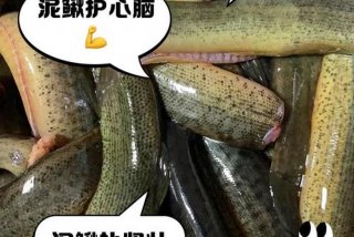 泥鳅生活在哪里 泥鳅生活在哪里喜欢吃什么