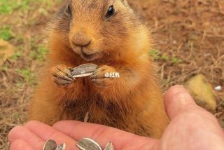 可以养家的生活技能有哪些 - 可以家养的动物是什么生肖