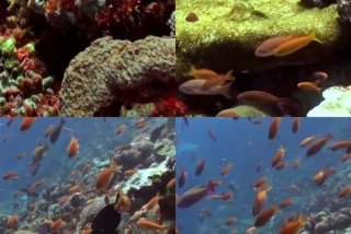 珊瑚生活在什么区域；珊瑚生活在什么地方