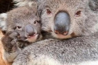 考拉生活在什么气候区 - 考拉的生存环境