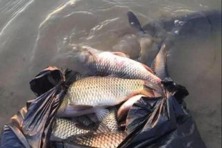 放生活动真相；放生的真实案例