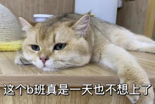 生活我表情包猫咪 - 生活我表情包原图不带字