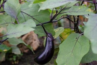 茄子生活环境生物特征、茄子生活环境生物特征有哪些