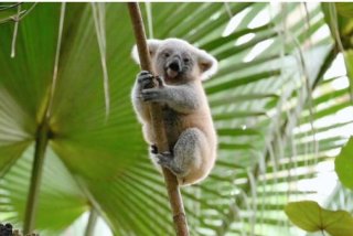 考拉生活在什么树上，考拉生活在什么地带