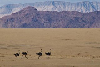 鸵鸟生活在沙漠还是草原 鸵鸟是不是在沙漠