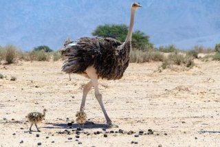 鸵鸟生活在哪儿、鸵鸟主要生活在哪里