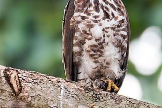 鹰的生活地方在哪些洲最多，鹰生活在哪个国家