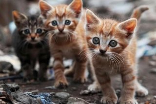 流浪猫的生活真实视频（流浪猫的生活真实视频播放）