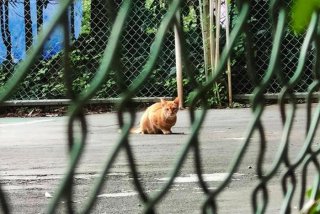 流浪猫的生活习性 - 流浪猫生活在怎样的环境里