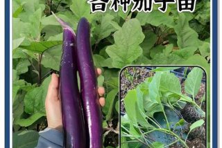 茄子生长温度，茄子生长温度一览表