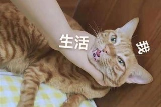 生活我表情包无字原图，生活 我表情包原图