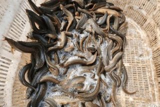 泥鳅生活温度；泥鳅最低温度多少能存活