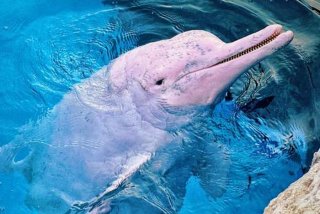 海豚的生活习性是什么（海豚的生活地点）