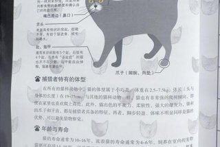 流浪猫的平均寿命；流浪猫的寿命平均来说有多少年？