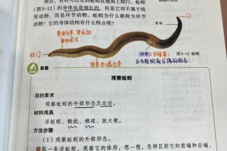 寄生生活的线形动物；线形动物适于寄生生活的结构特点