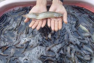 泥鳅生活的地方；泥鳅生活的地方有哪些