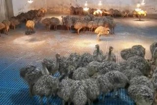 鸵鸟生活环境 - 鸵鸟生存的环境是什么