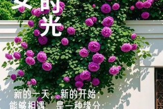 早安生活句子简短，早安生活的说说心情短语