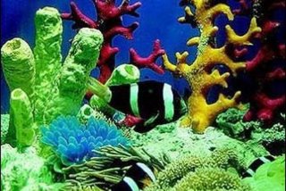 珊瑚生活的水深、珊瑚海水深