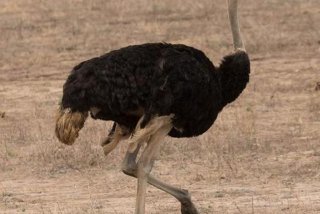 鸵鸟生活在什么大洲，鸵鸟生活在陆地还是水里