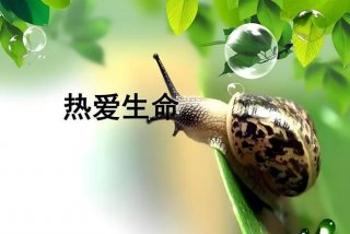 敬畏生命、敬畏生命英语