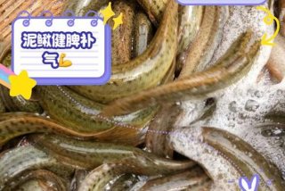 泥鳅生活在滩涂吗（泥鳅生活在滩涂吗为什么）