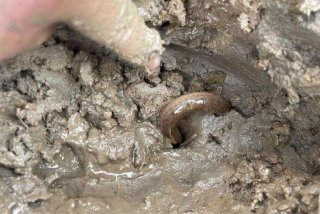 泥鳅生活在什么地方，泥鳅一般生活在水域的什么地方