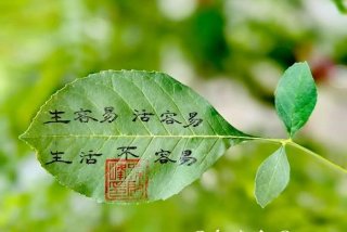 生活来之不易什么意思、生活来之不易下一句