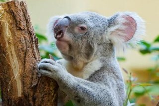 考拉生活在澳大利亚的英文（考拉生活在澳大利亚的英文怎么说）