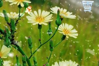 小雪的生活vlog、小雪的生活家的帅飞怎么回事