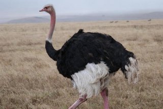 鸵鸟生活在哪个国家，鸵鸟一般生活在哪里