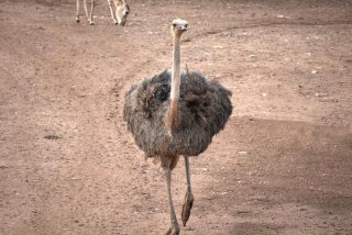 鸵鸟的生活特点是什么、鸵鸟的特点和生活环境