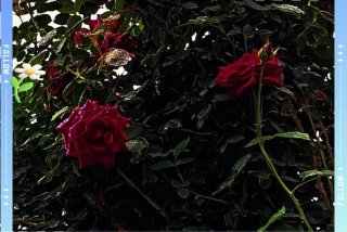 生活的道路上充满了鲜花和荆棘（生活充满了鲜花与荆棘）