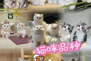 爱猫生活平台 爱猫生活平台客服电话