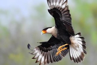 鹰的生活习性纪录片、鹰生活在哪里？