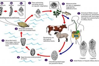 寄生生活的扁形动物有哪些 - 扁形动物自由生活种类和寄生种类的差别