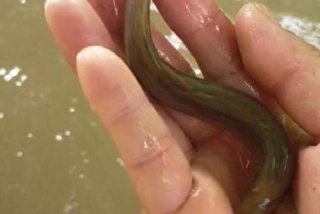 泥鳅生活在水里还是泥里、泥鳅生活在水中吗