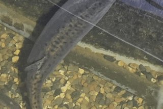 泥鳅生活视频全集、有关泥鳅的视频动态视频