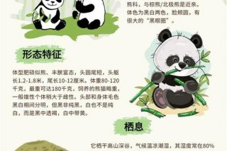 熊猫的生活特点（介绍熊猫的生活特点）