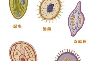 寄生生活的细菌、寄生生活的细菌和真菌