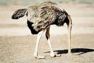 鸵鸟生活日常记录；鸵鸟生活日常记录图片