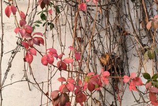 地锦生活环境，地锦生活型