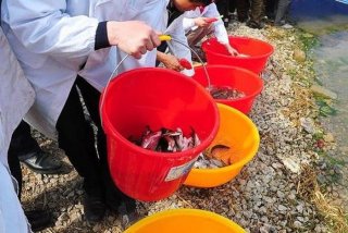 放生活动违法吗；放生是否违反法律规定