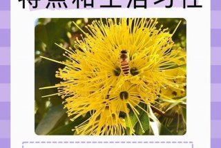 蜜蜂的生活习性是什么 - 蜜蜂的特点和生活特征三年级