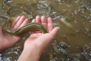 泥鳅生活习俗（泥鳅生活的地方）