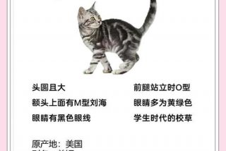 爱猫生活小组，爱猫生活小组暗号是什么