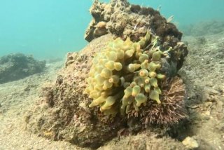 珊瑚生活视频；珊瑚的视频